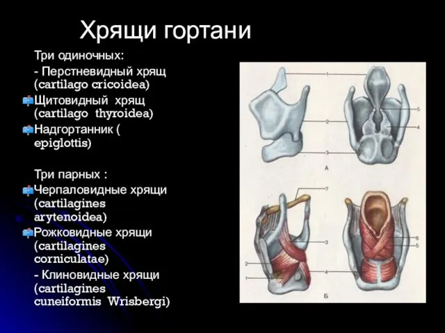 Три одиночных: - Перстневидный хрящ(cartilago cricoidea) Щитовидный хрящ (cartilago thyroidea) Надгортанник