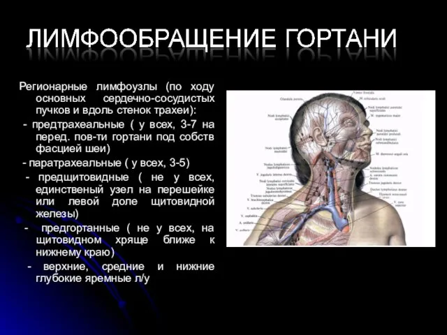 Регионарные лимфоузлы (по ходу основных сердечно-сосудистых пучков и вдоль стенок трахеи):