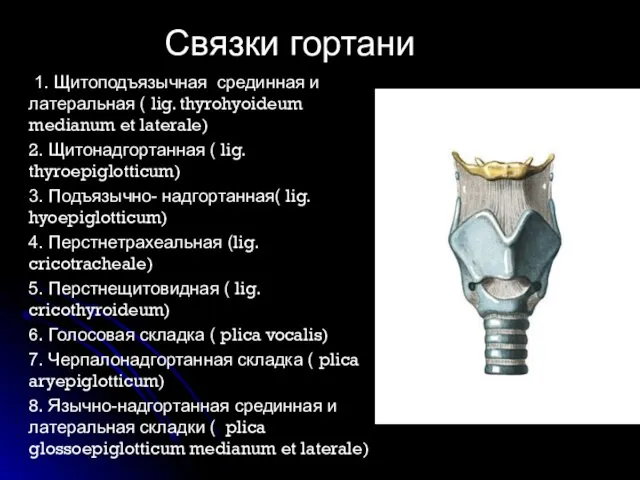 1. Щитоподъязычная срединная и латеральная ( lig. thyrohyoideum medianum et laterale)