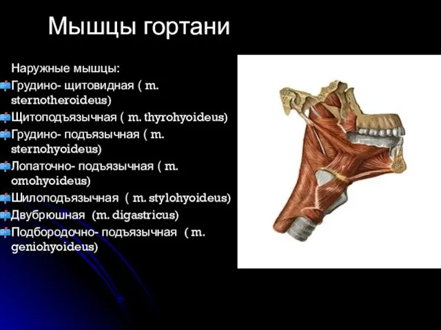 Наружные мышцы: Грудино- щитовидная ( m. sternotheroideus) Щитоподъязычная ( m. thyrohyoideus)