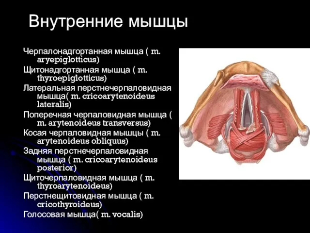 Черпалонадгортанная мышца ( m. aryepiglotticus) Щитонадгортанная мышца ( m. thyroepiglotticus) Латеральная