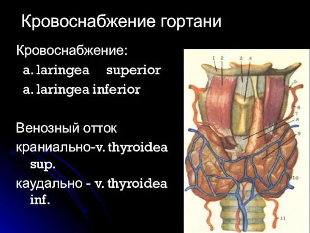 Кровоснабжение: a. laringea superior a. laringea inferior Венозный отток краниально-v. thyroidea