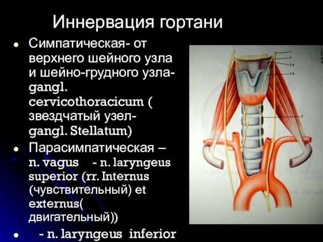 Симпатическая- от верхнего шейного узла и шейно-грудного узла- gangl. cervicothoracicum (