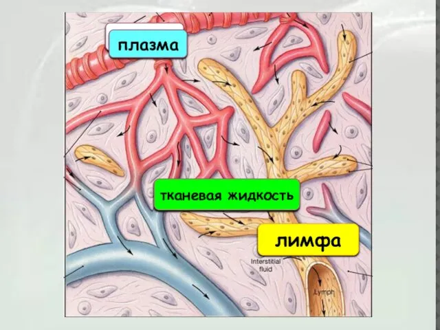 плазма тканевая жидкость лимфа плазма