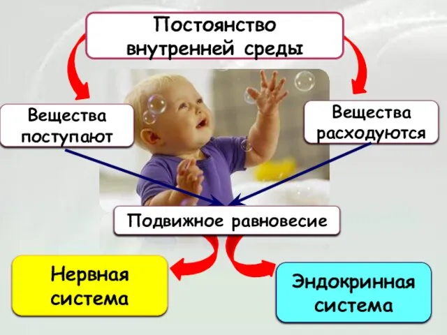 Постоянство внутренней среды Вещества поступают Вещества расходуются Подвижное равновесие Нервная система Эндокринная система