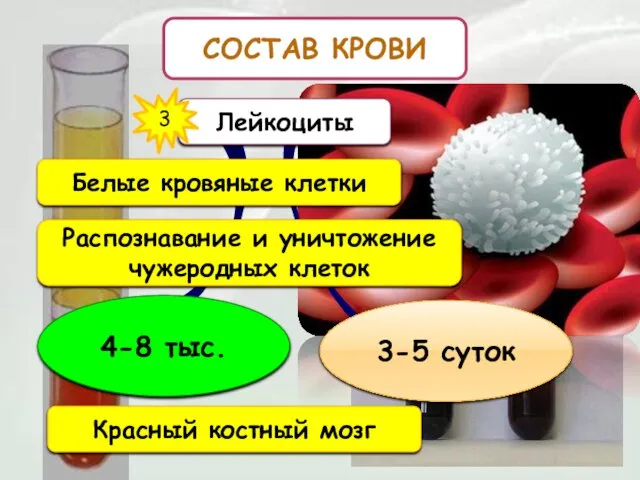 СОСТАВ КРОВИ Лейкоциты 3 Белые кровяные клетки Распознавание и уничтожение чужеродных