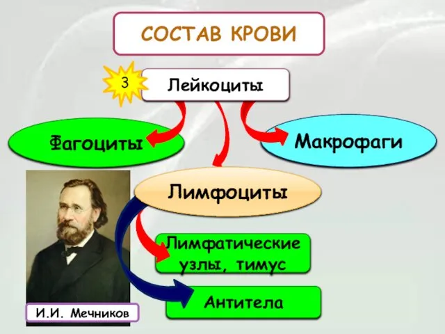 СОСТАВ КРОВИ Фагоциты Макрофаги Лейкоциты 3 Лимфатические узлы, тимус Антитела Лимфоциты