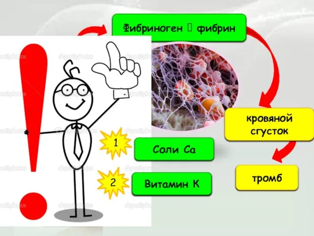 травма тромбоциты слипаются ферменты Фибриноген ? фибрин кровяной сгусток тромб 1 Соли Са 2 Витамин К