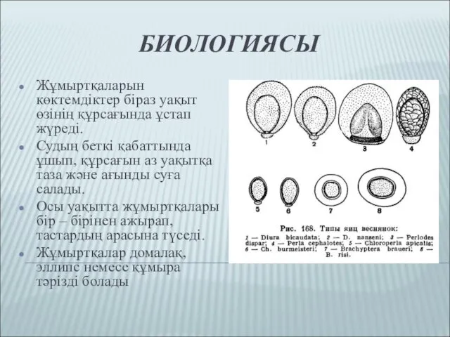 БИОЛОГИЯСЫ Жұмыртқаларын көктемдіктер біраз уақыт өзінің құрсағында ұстап жүреді. Судың беткі