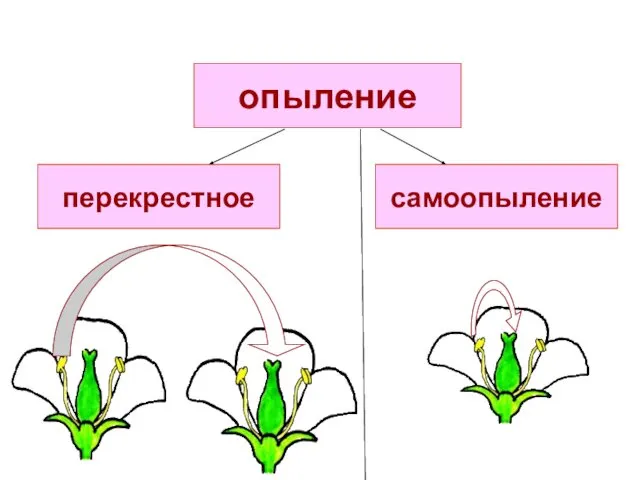 опыление перекрестное самоопыление