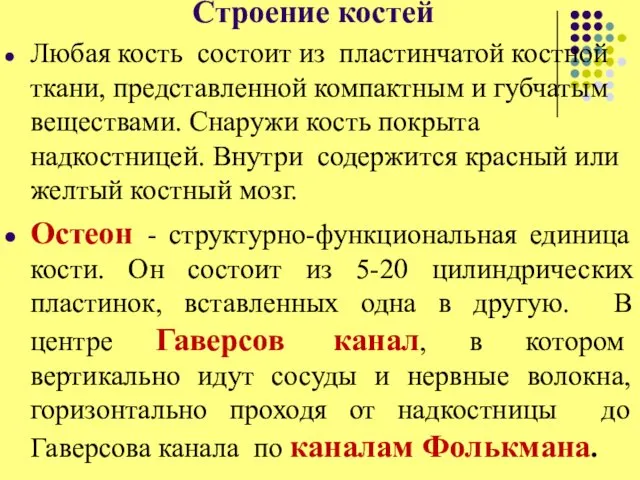 Строение костей Любая кость состоит из пластинчатой костной ткани, представленной компактным