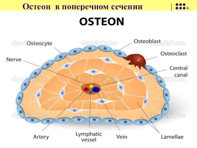 Остеон в поперечном сечении