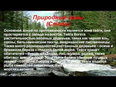 Природные зоны (Степи) Основной зоной по протяженности является зона тайги, она