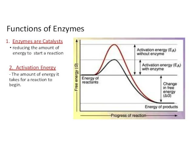 Functions of Enzymes 1. Enzymes are Catalysts reducing the amount of