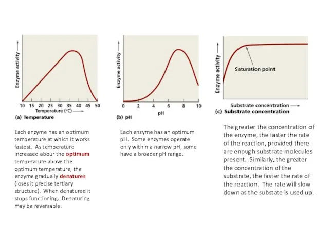 The greater the concentration of the enzyme, the faster the rate