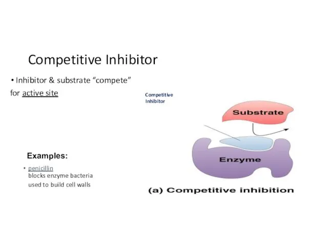 Competitive Inhibitor Inhibitor & substrate “compete” for active site penicillin blocks