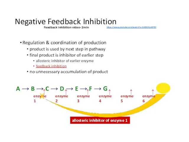 allosteric inhibitor of enzyme 1 Negative Feedback Inhibition Regulation & coordination