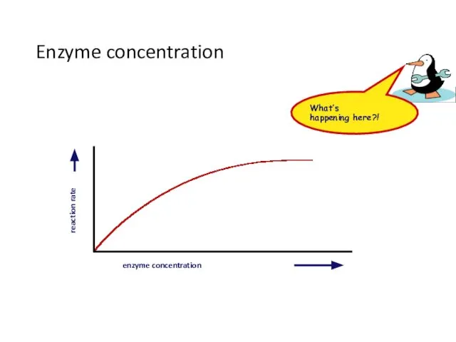 Enzyme concentration enzyme concentration reaction rate What’s happening here?!