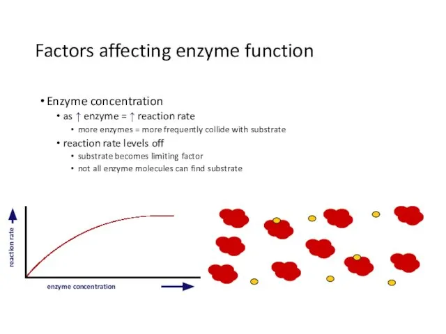 Factors affecting enzyme function Enzyme concentration as ↑ enzyme = ↑