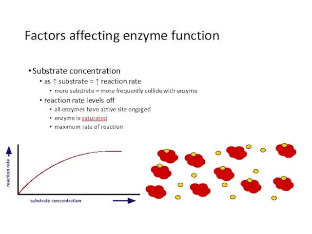 Factors affecting enzyme function Substrate concentration as ↑ substrate = ↑