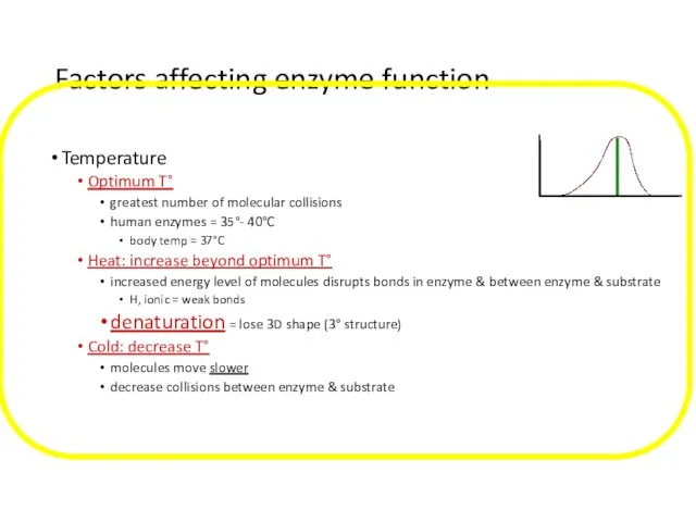 Factors affecting enzyme function Temperature Optimum T° greatest number of molecular