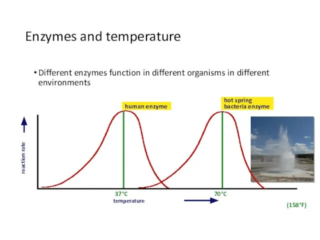 Enzymes and temperature Different enzymes function in different organisms in different