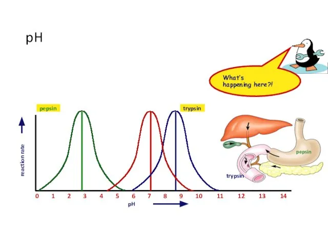 7 pH pH reaction rate 2 0 1 3 4 5