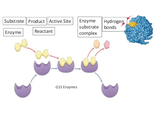 Enzymes Substrate Product Active Site Enzyme substrate complex Enzyme Reactant Hydrogen bonds G11 Enzymes