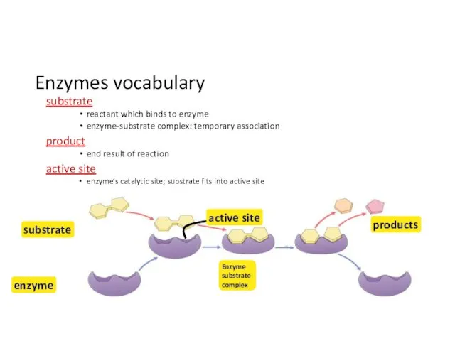 Enzymes vocabulary substrate reactant which binds to enzyme enzyme-substrate complex: temporary