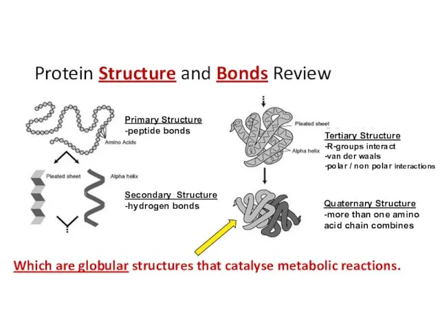 Protein Structure and Bonds Review Which are globular structures that catalyse