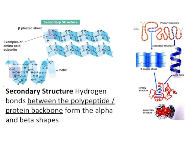 Secondary Structure Hydrogen bonds between the polypeptide / protein backbone form the alpha and beta shapes