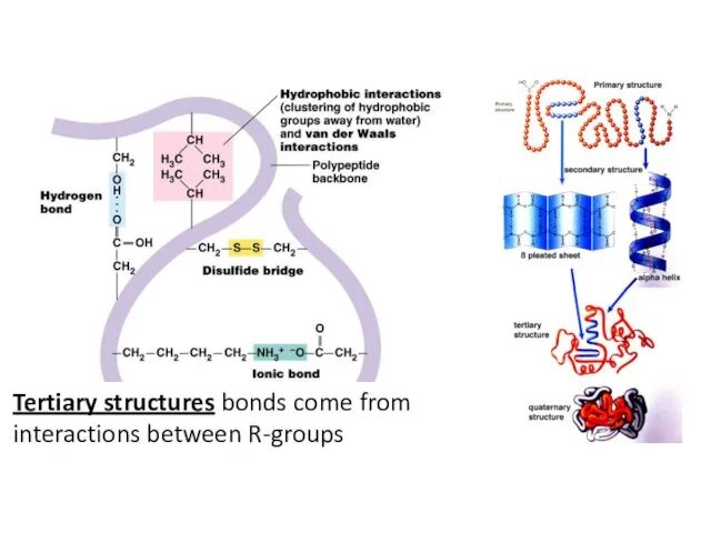 Tertiary structures bonds come from interactions between R-groups