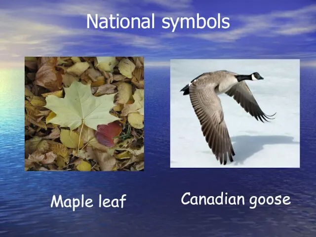 National symbols Maple leaf Canadian goose