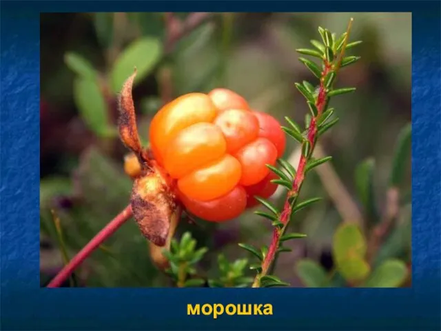 морошка