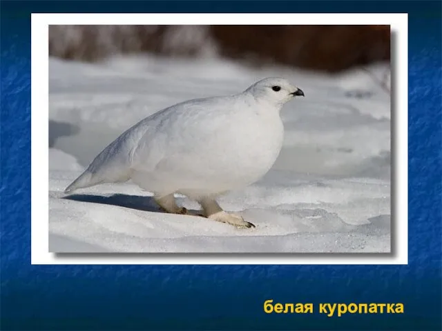 белая куропатка