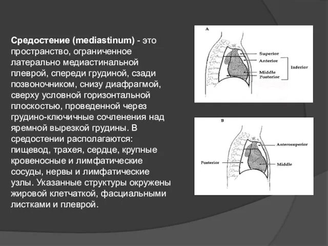 Средостение (mediastinum) - это пространство, ограниченное латерально медиастинальной плеврой, спереди грудиной,