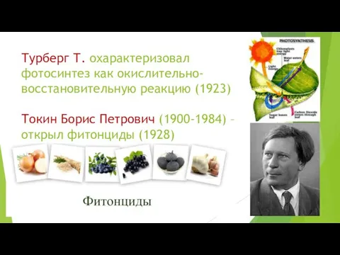 Турберг Т. охарактеризовал фотосинтез как окислительно-восстановительную реакцию (1923) Токин Борис Петрович (1900-1984) –открыл фитонциды (1928)