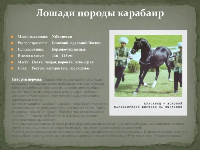 Место выведения: Узбекистан Распространение: Ближний и дальний Восток Использование: Верхово-упряжные Высота