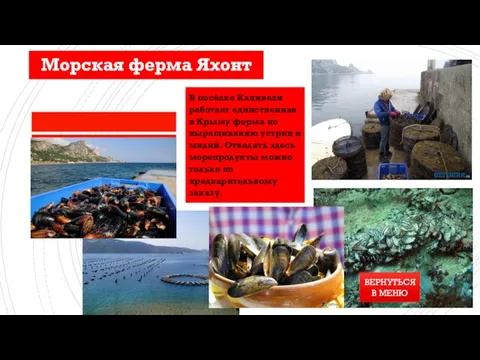 Морская ферма Яхонт В посёлке Кацивели работает единственная в Крыму ферма