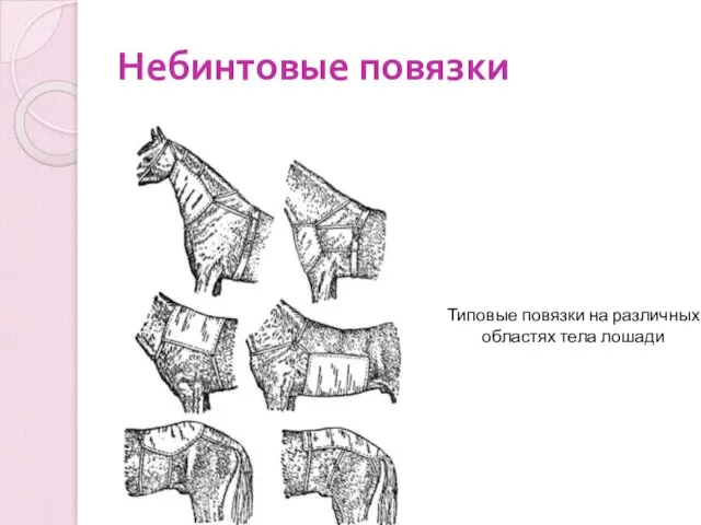 Небинтовые повязки Типовые повязки на различных областях тела лошади