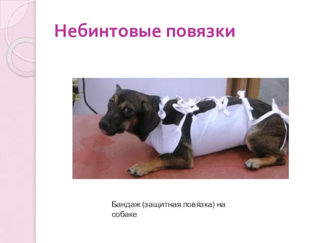 Небинтовые повязки Бандаж (защитная повязка) на собаке