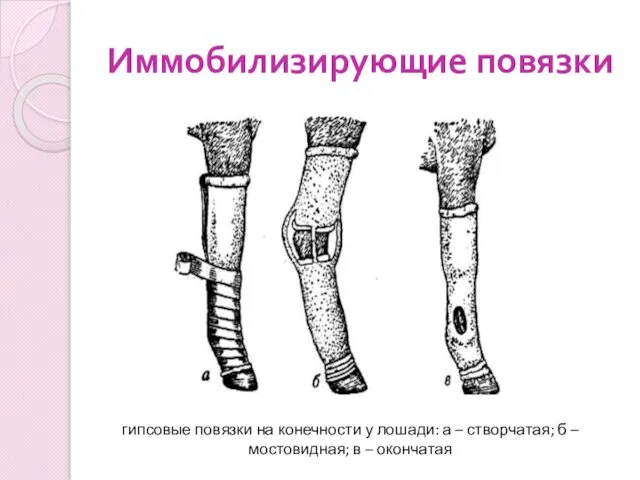 Иммобилизирующие повязки гипсовые повязки на конечности у лошади: а – створчатая;