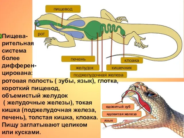 Пищева- рительная система более дифферен-цирована: ( желудочные железы), токая кишка (поджелудочная