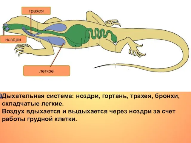 Дыхательная система: ноздри, гортань, трахея, бронхи, складчатые легкие. Воздух вдыхается и