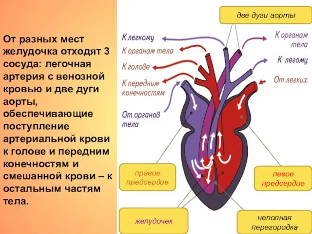 От разных мест желудочка отходят 3 сосуда: легочная артерия с венозной