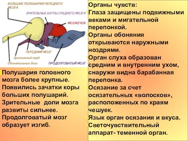 Полушария головного мозга более крупные. Появились зачатки коры больших полушарий. Зрительные