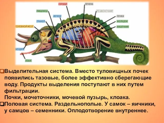 Выделительная система. Вместо туловищных почек появились тазовые, более эффективно сберегающие воду.