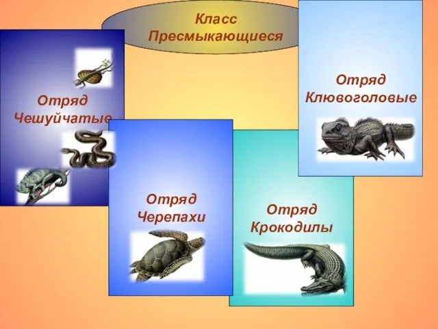 Класс Пресмыкающиеся Отряд Чешуйчатые Отряд Крокодилы Отряд Черепахи Отряд Клювоголовые