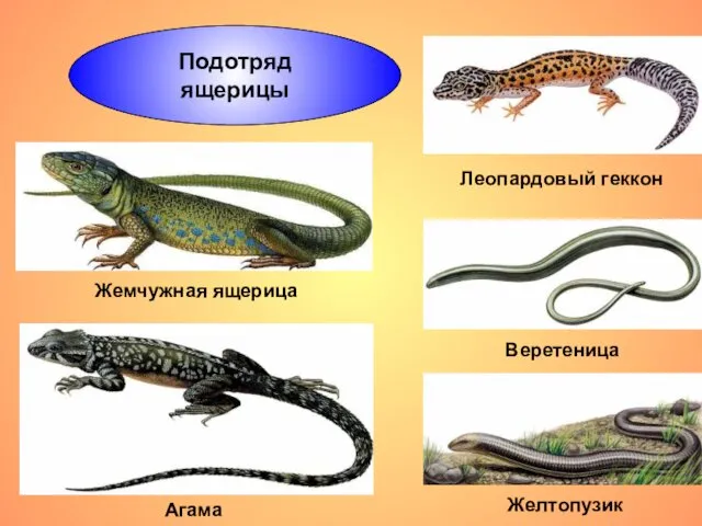 Подотряд ящерицы Веретеница Aгама Леопардовый геккон Жемчужная ящерица Желтопузик