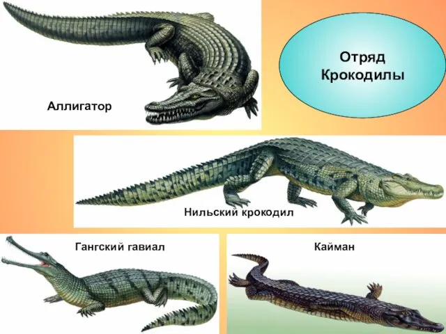 Отряд Крокодилы Аллигатор Нильский крокодил Кайман Гангский гавиал